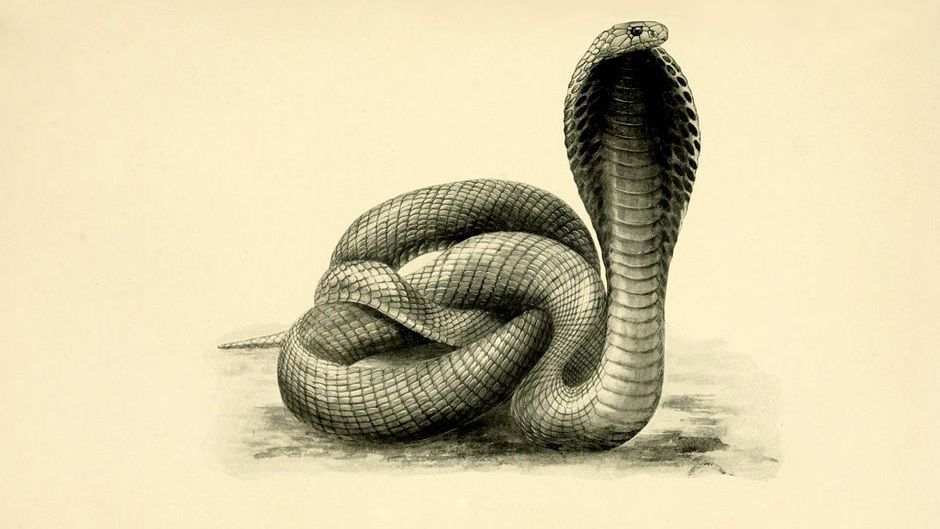 The Cobra Effect